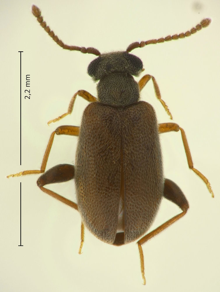 Picemelinus flabellicornis (Weibchen)