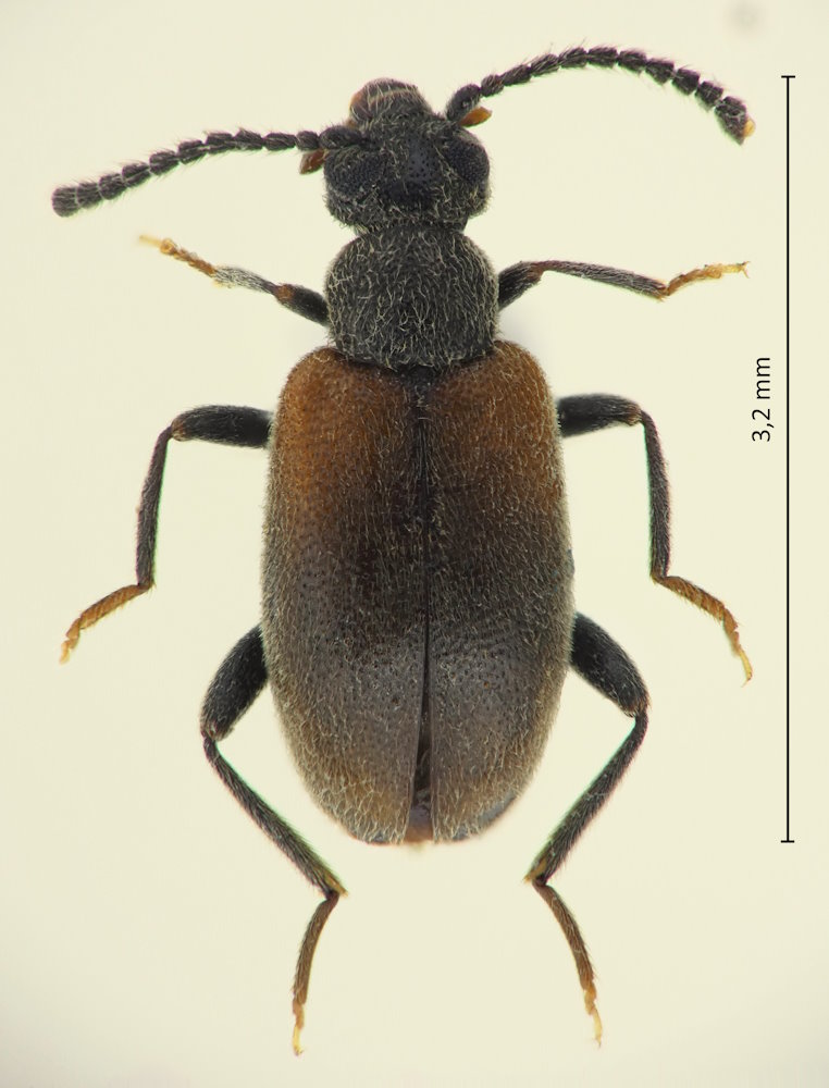 Pseudolotelus distortus