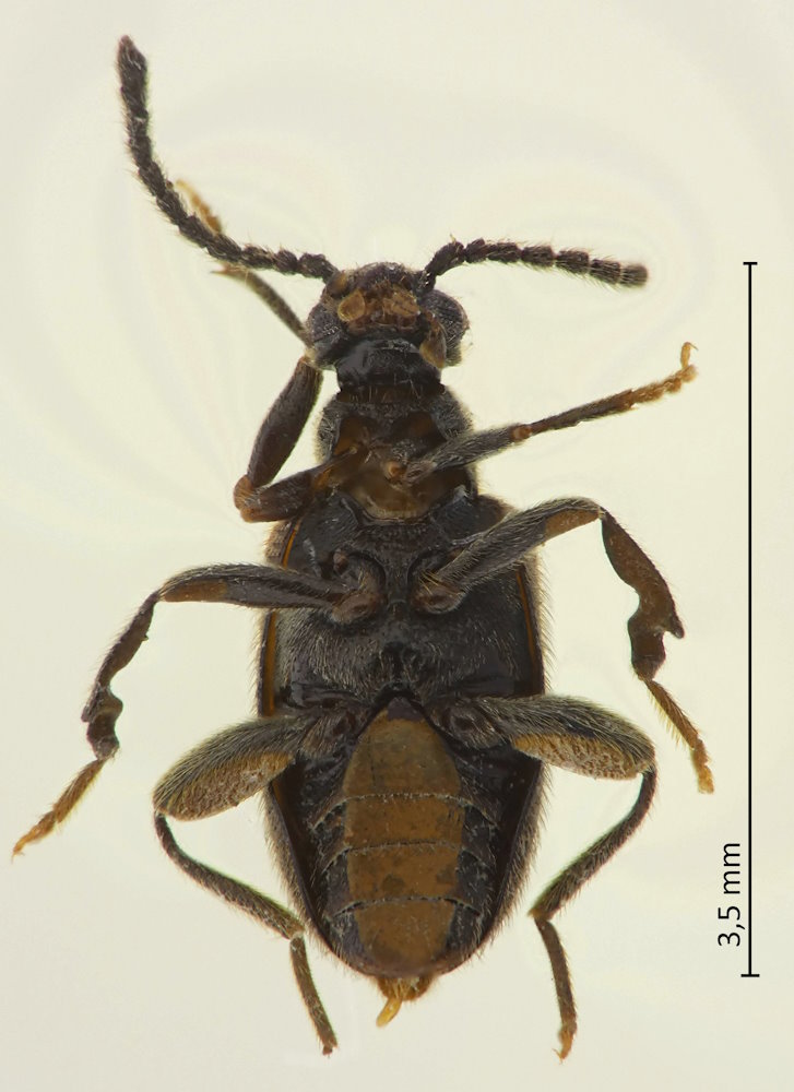 Pseudolotelus distortus