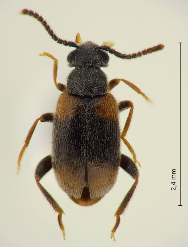 Pseudolotelus japonicus