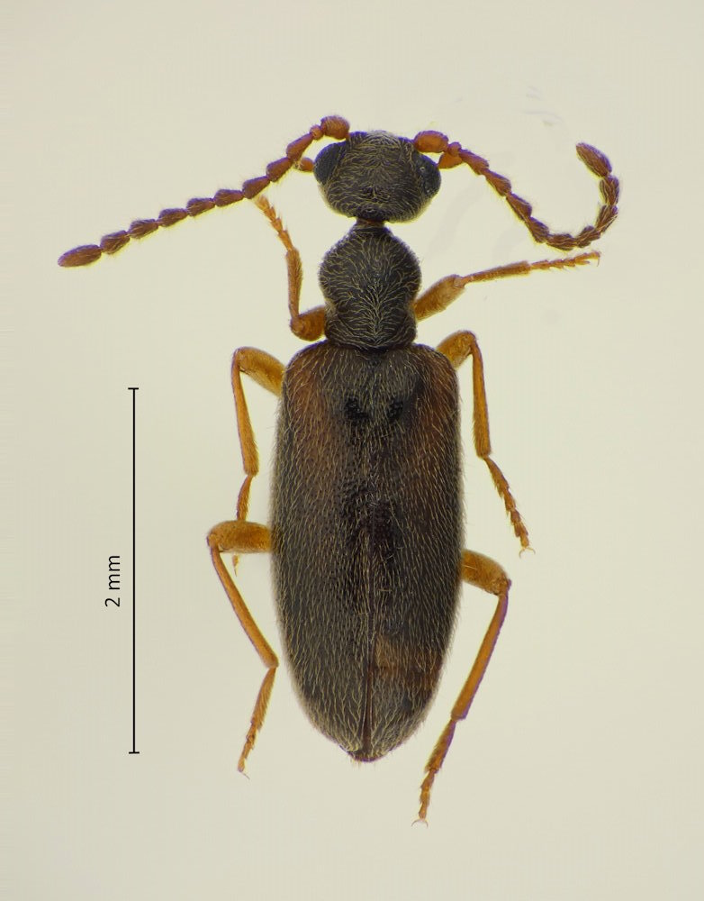 Anthicomorphus niponensis