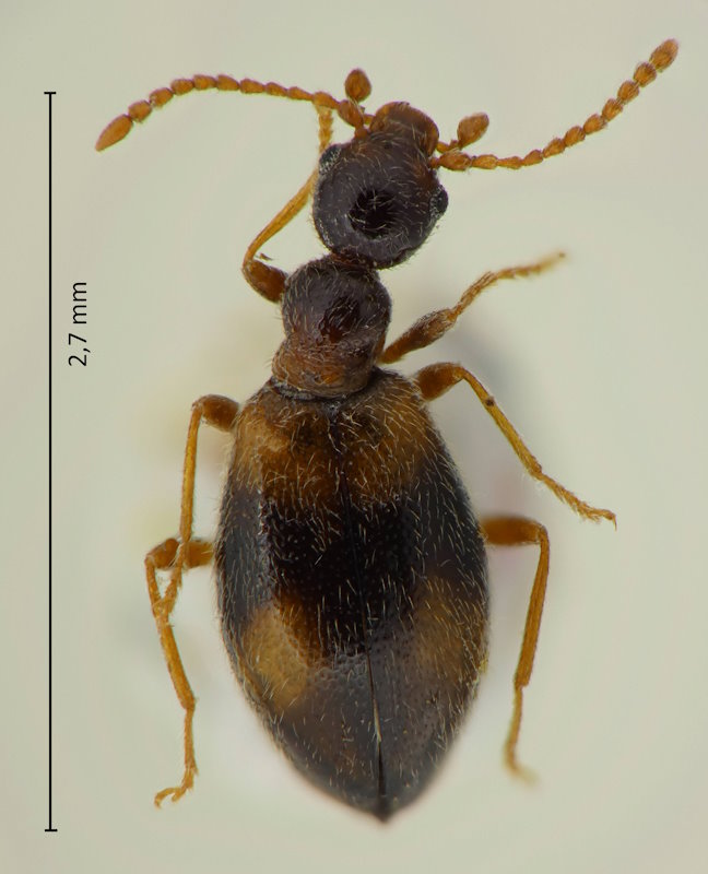 Clavicollis fugiens (Weibchen)