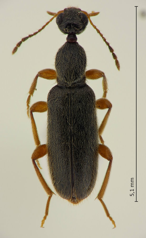 Macratria fluviatilis