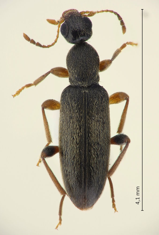 Macratria japonica