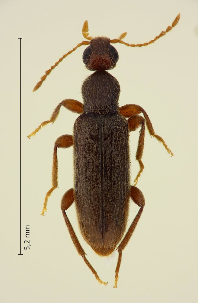 Macratria serialis