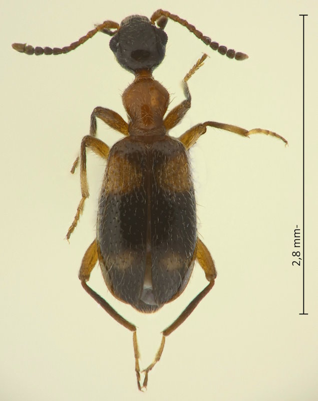 Stricticollis valgipes