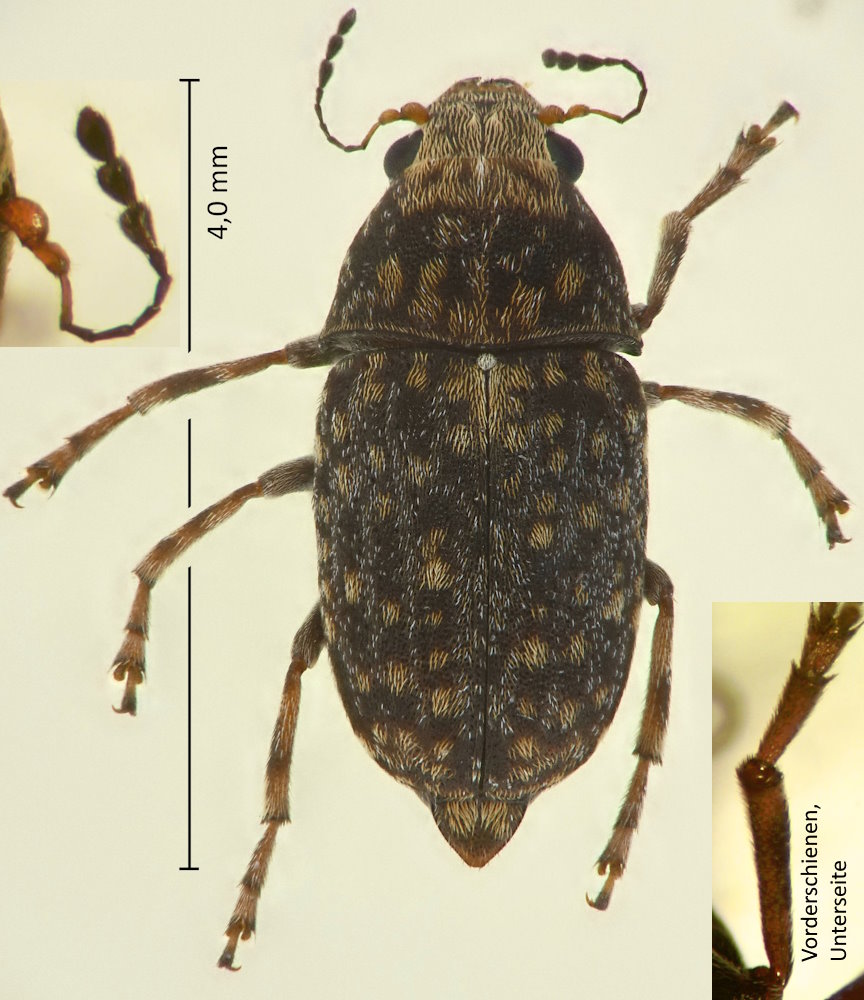 Araecerus cf. tarsalis