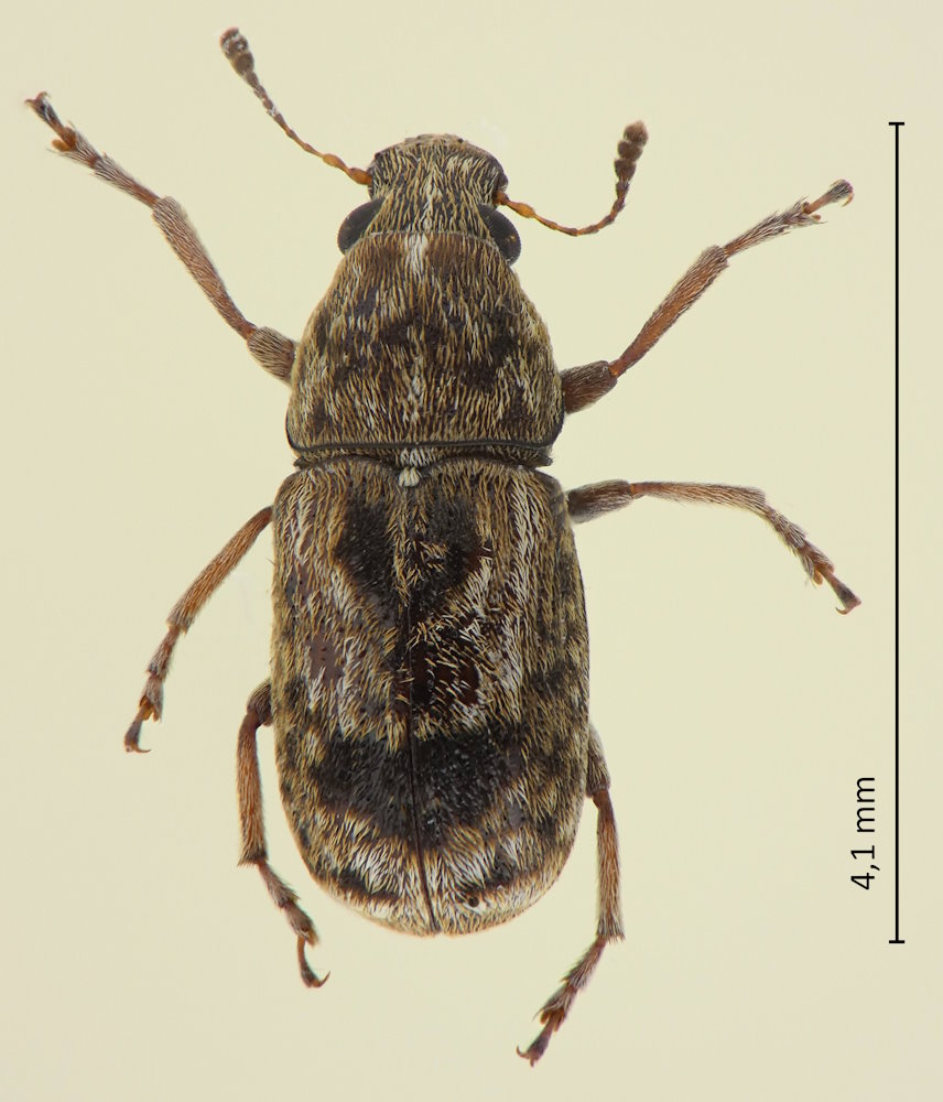 Autotropis distinguenda