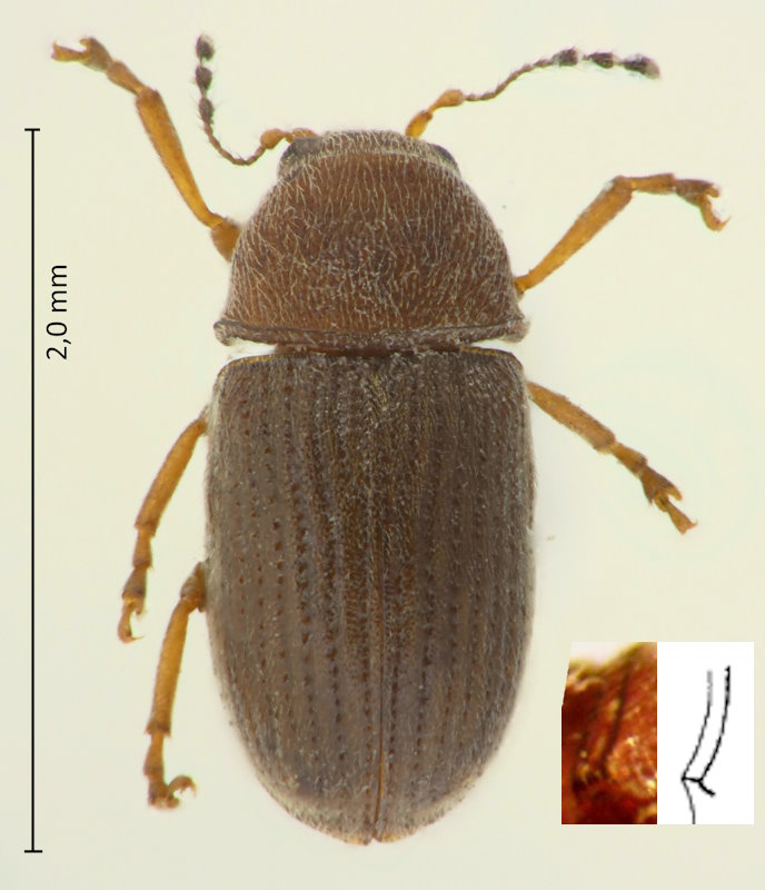 Choragus cryphaloides