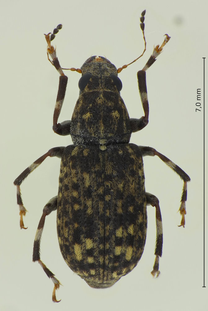 Habrissus longipes