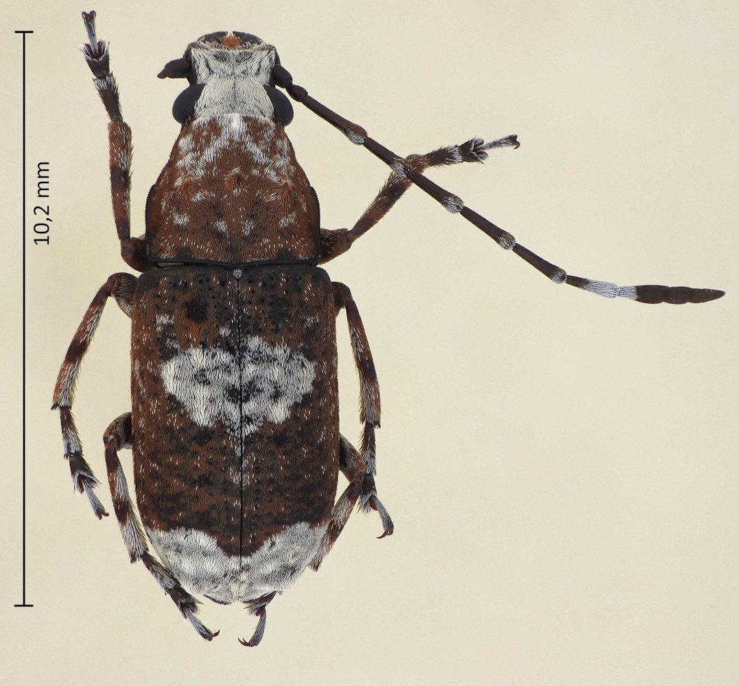 Platystomos sellatus