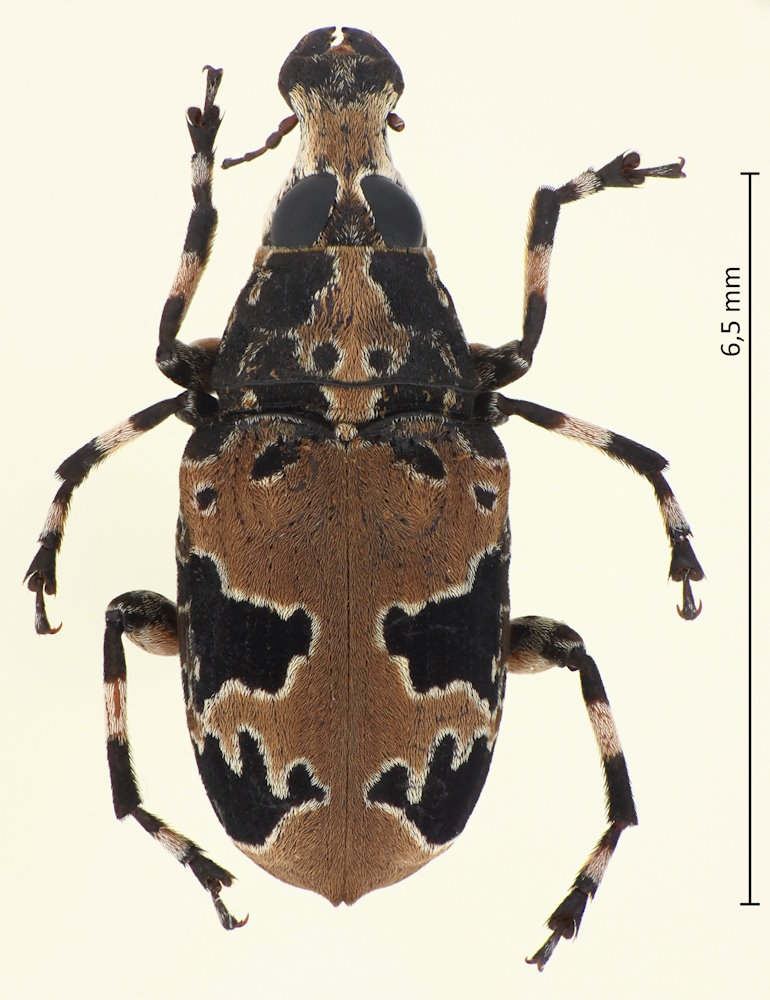 Tropideres roelofsi