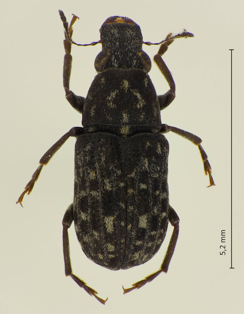 Ulorhinus funebris