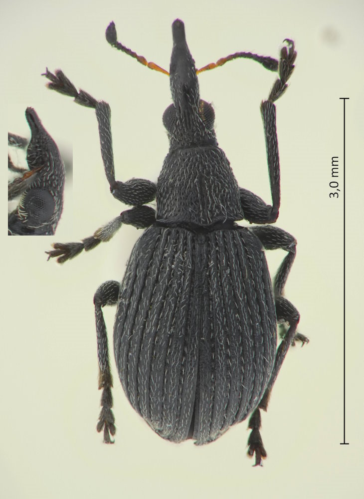 Oxystoma abruptum