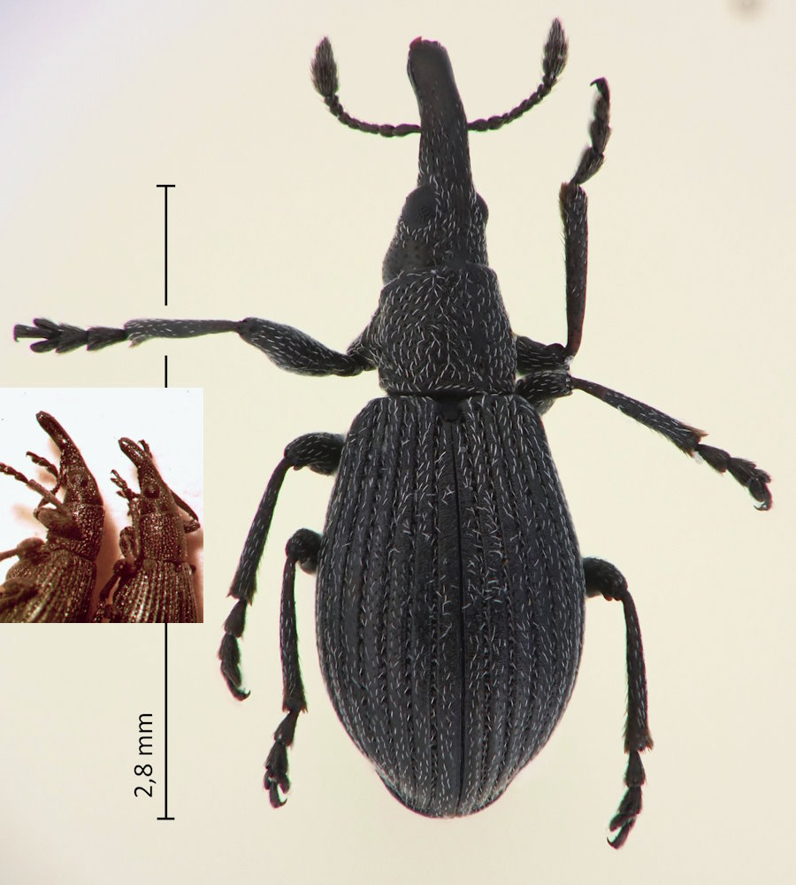 Phaleria atricepss