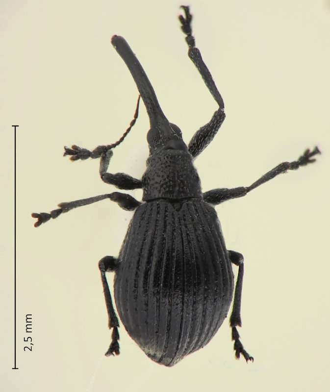 Pseudopiezotrachelus placidus
