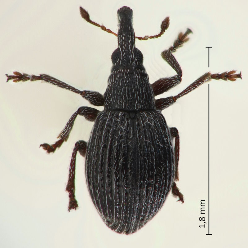 Sergiola griseopubescens