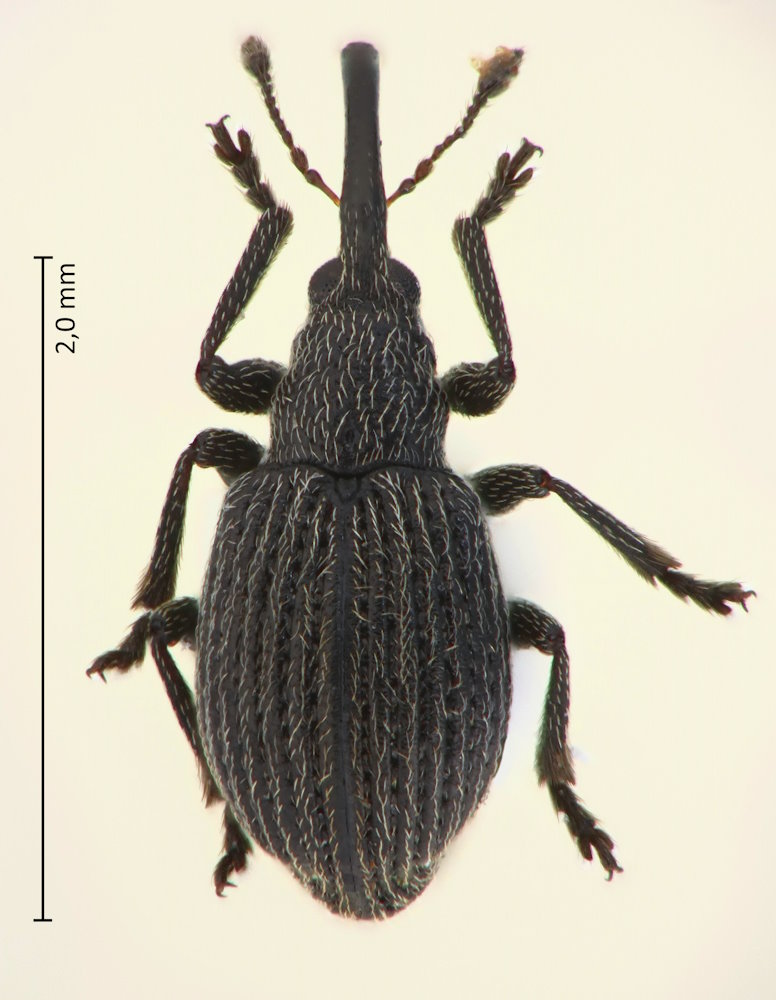 Sergiola praecaria