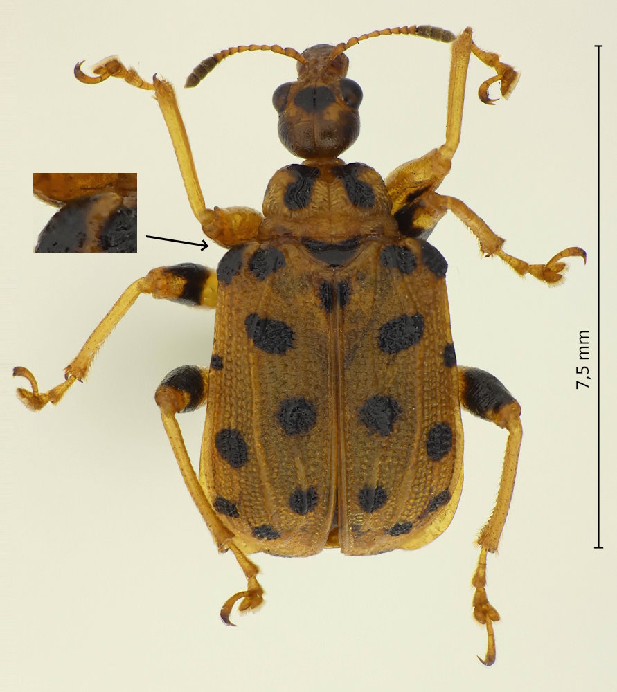 Agomadaranus pardalis