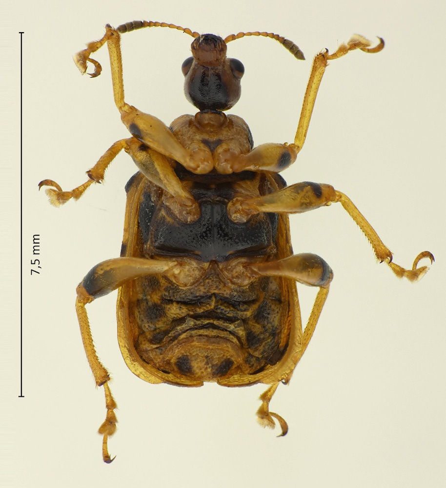 Agomadaranus pardalis