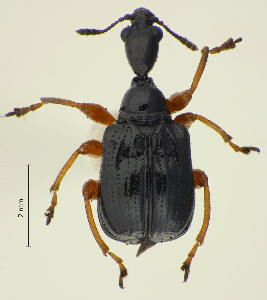 Apoderus erythrogaster