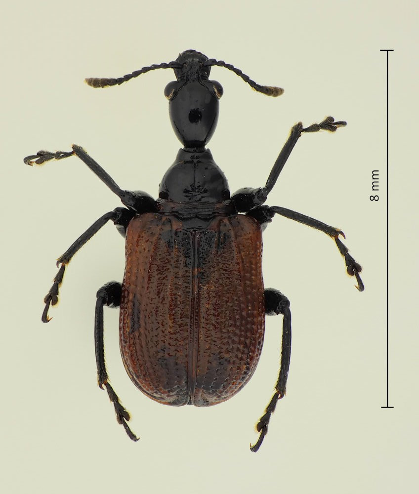 Apoderus jekelii