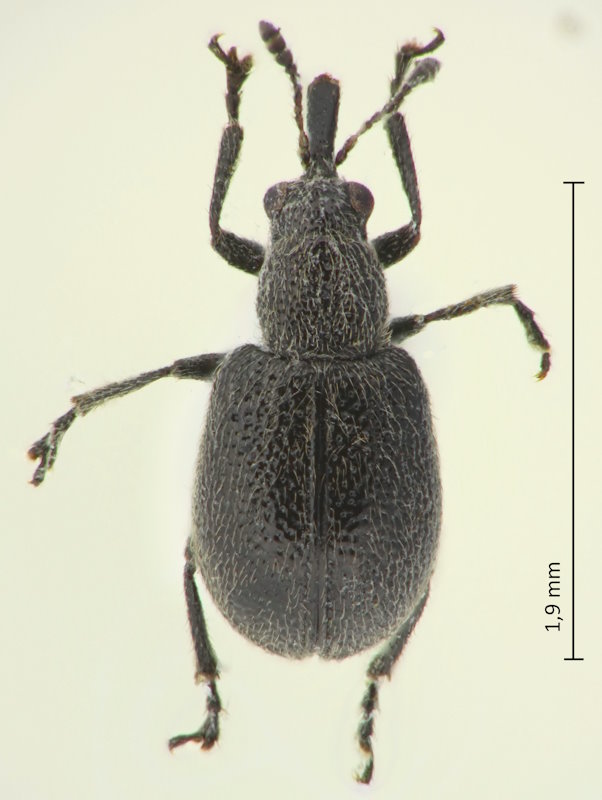 Auletobius puberulus