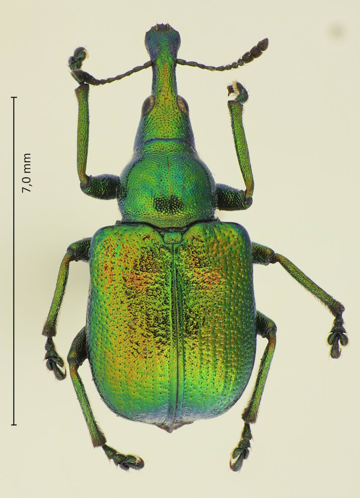 Byctiscus congener