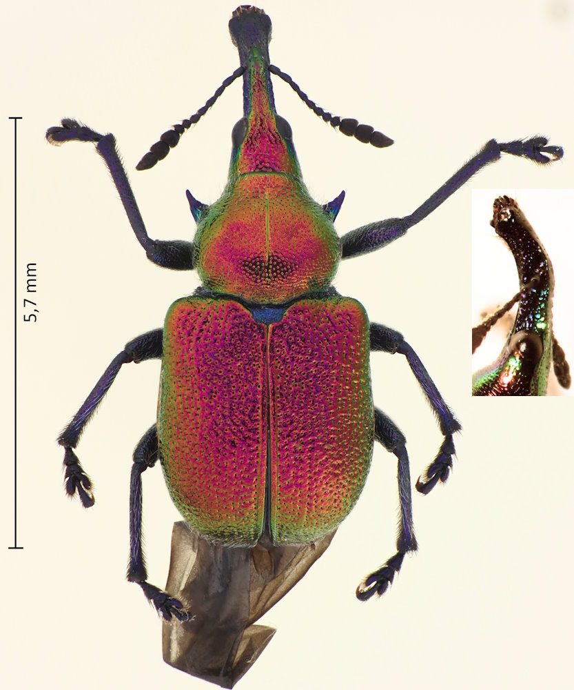 Byctiscus fausti