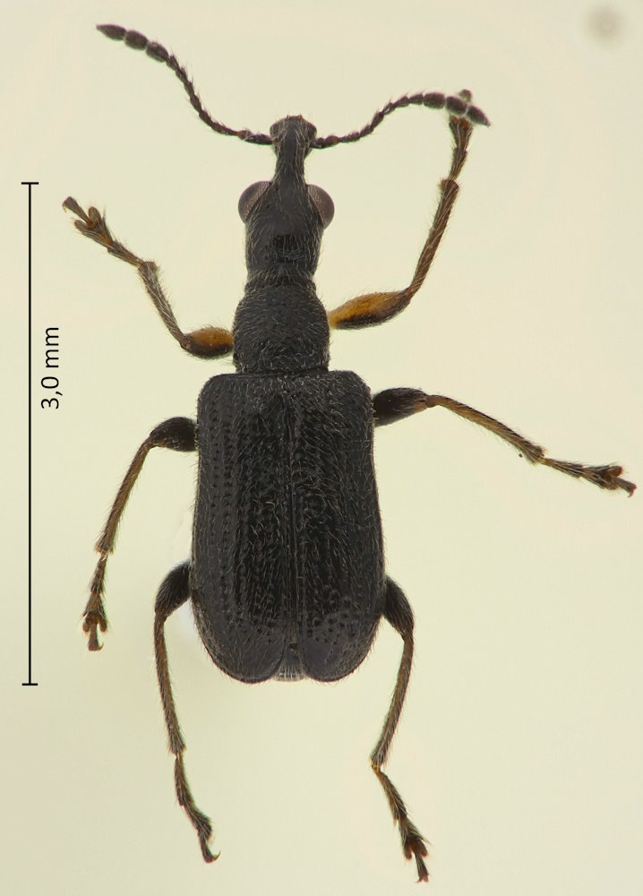 Caenorhinus fuscipennis
