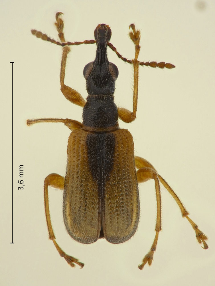 Caenorhinus ohdaisanus