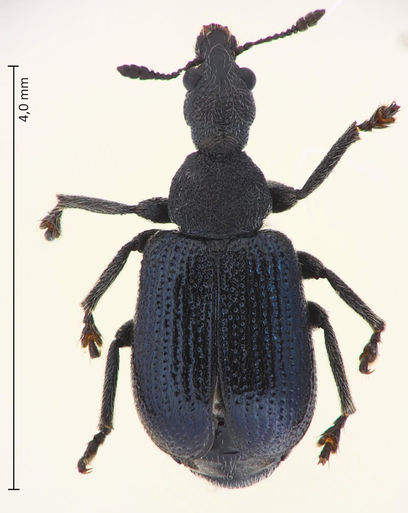Chonostropheus chujoi