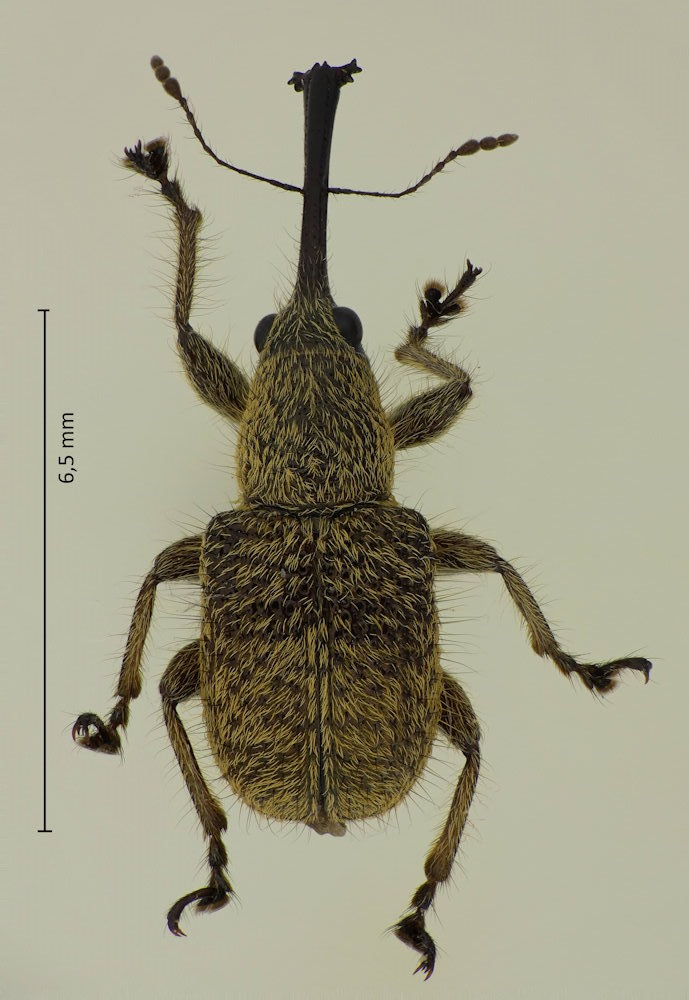 Cyllorhynchites ursulus