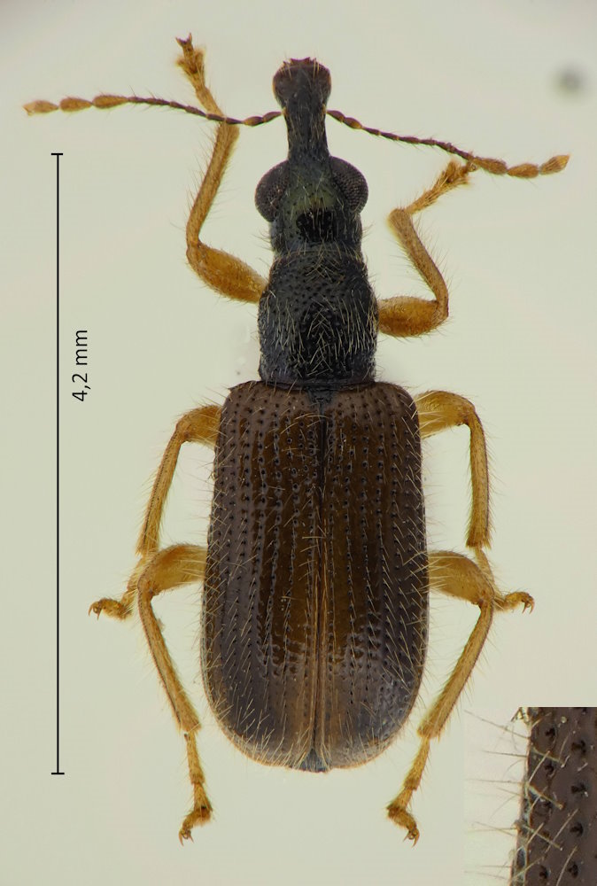 Eugnamptobius flavipes