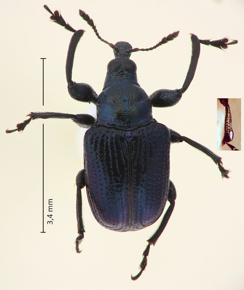 Euops lespedezae
