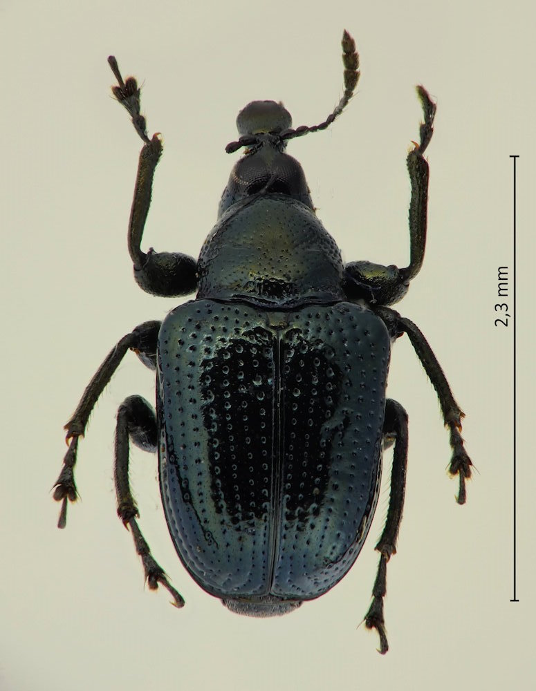 Euops punctatostriatus
