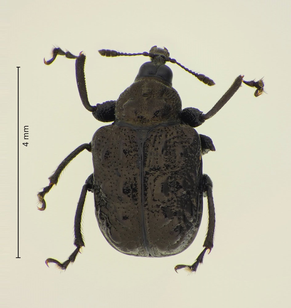 Euops pustulosus