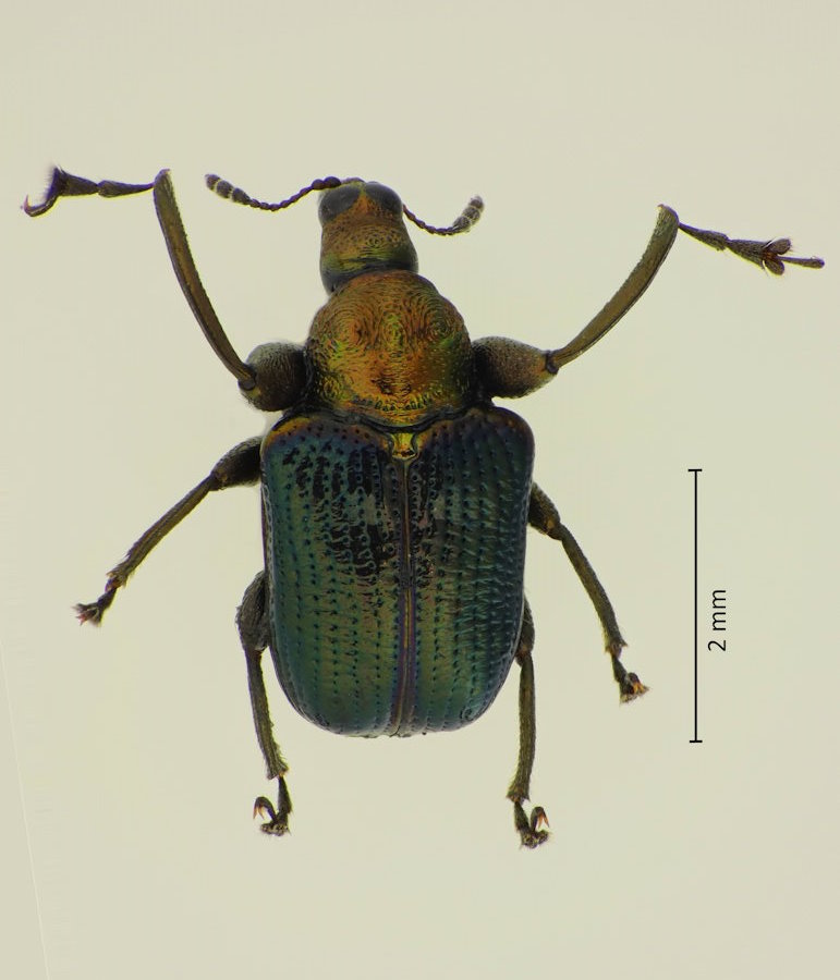 Euops splendidus
