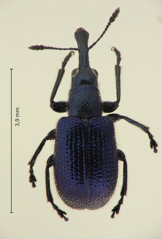 Involvulus cylindricollis