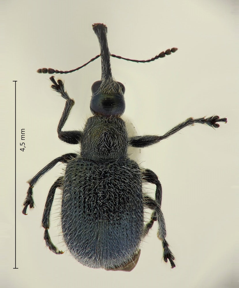 Cyllorhynchites ursulus