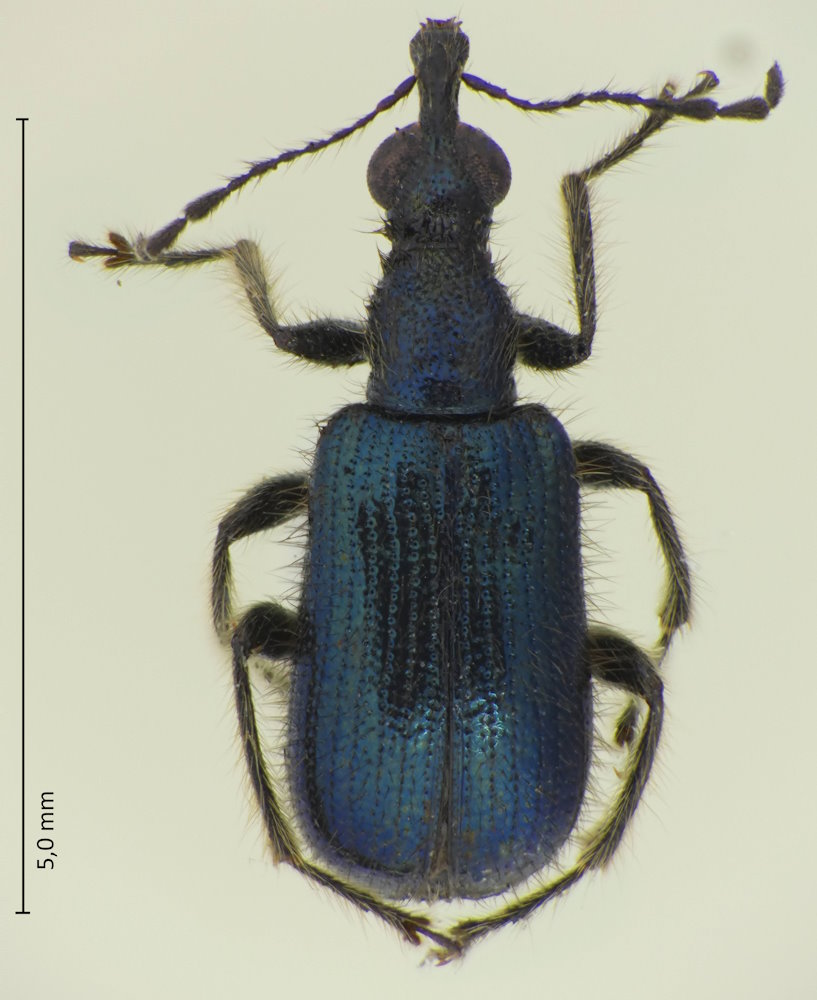 Neoeugnamptus amurensis