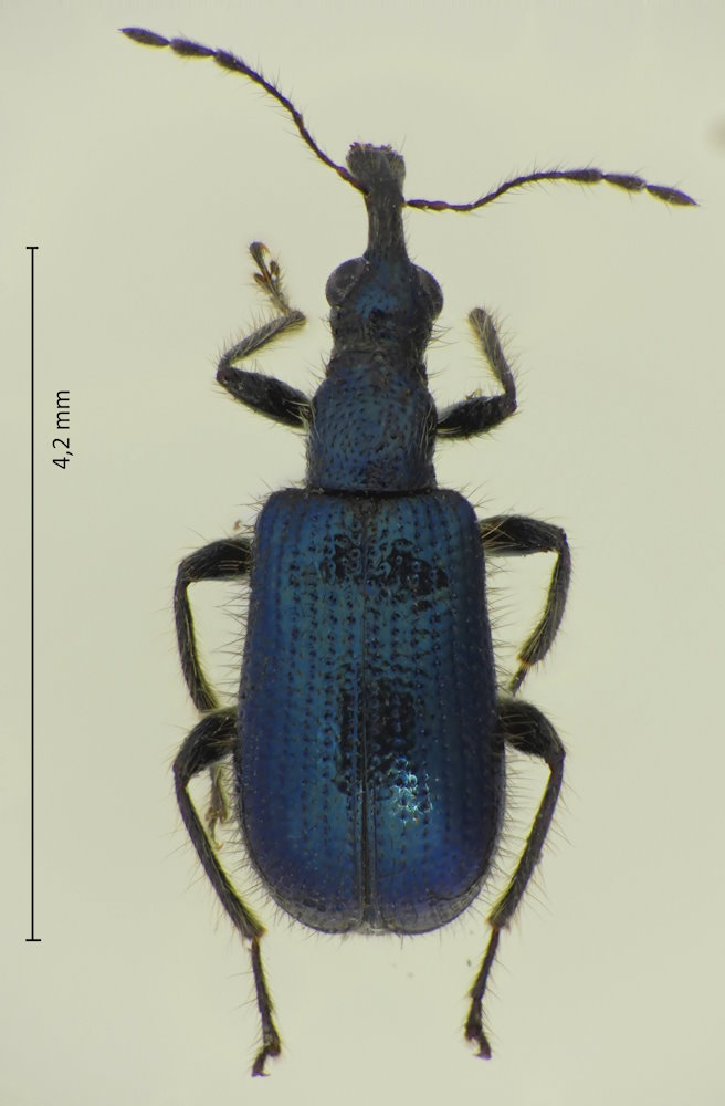 Neoeugnamptus amurensis
