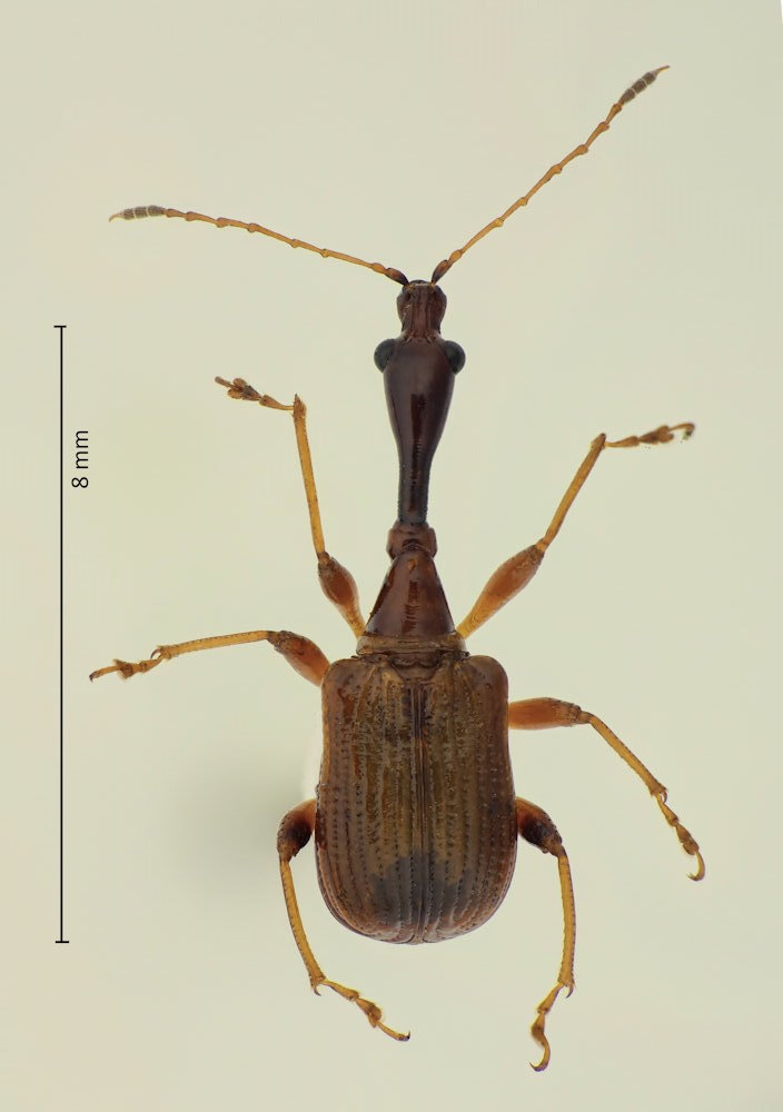 Paratrachelophorus longicornis (Männchen)
