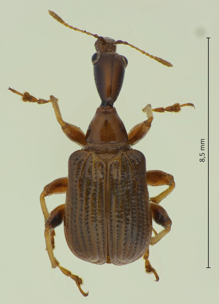 Paratrachelophorus longicornis (Männchen)