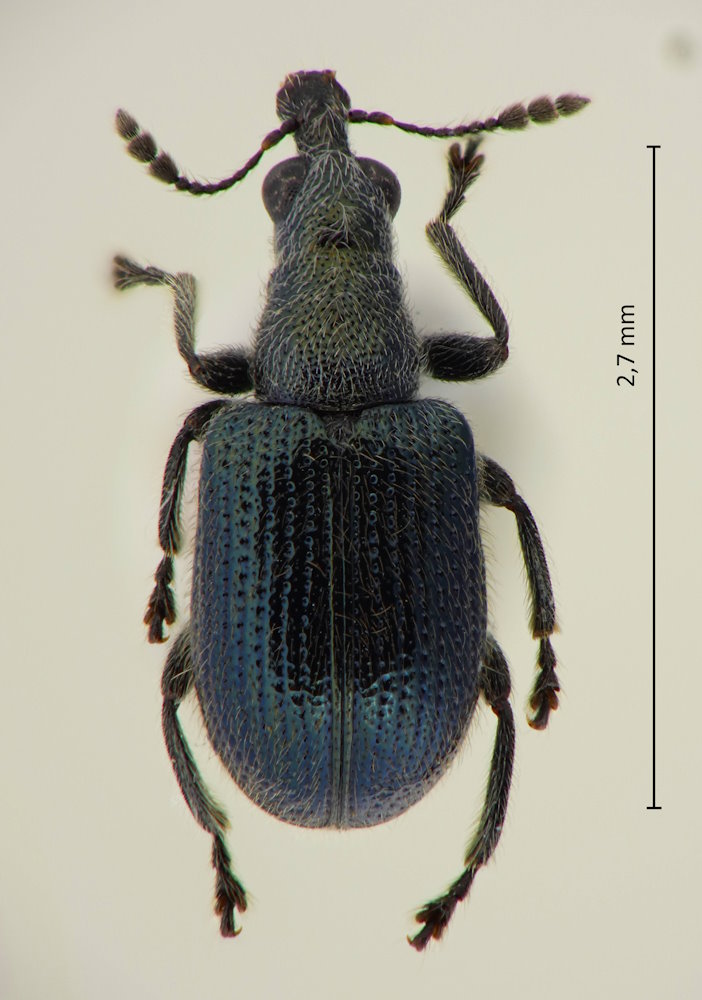 Cartorhynchites apertus