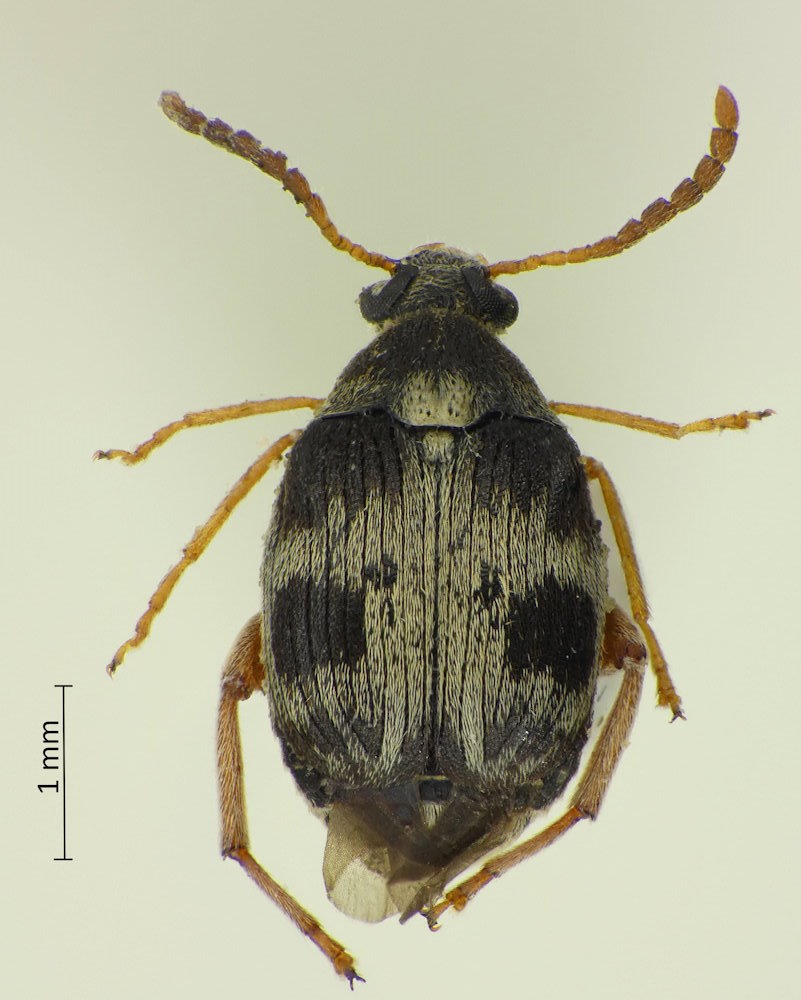 Bruchidius japonicus