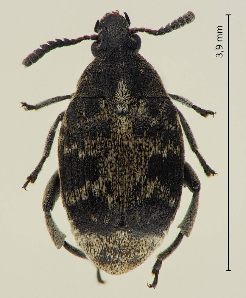 Bruchidius serricollis