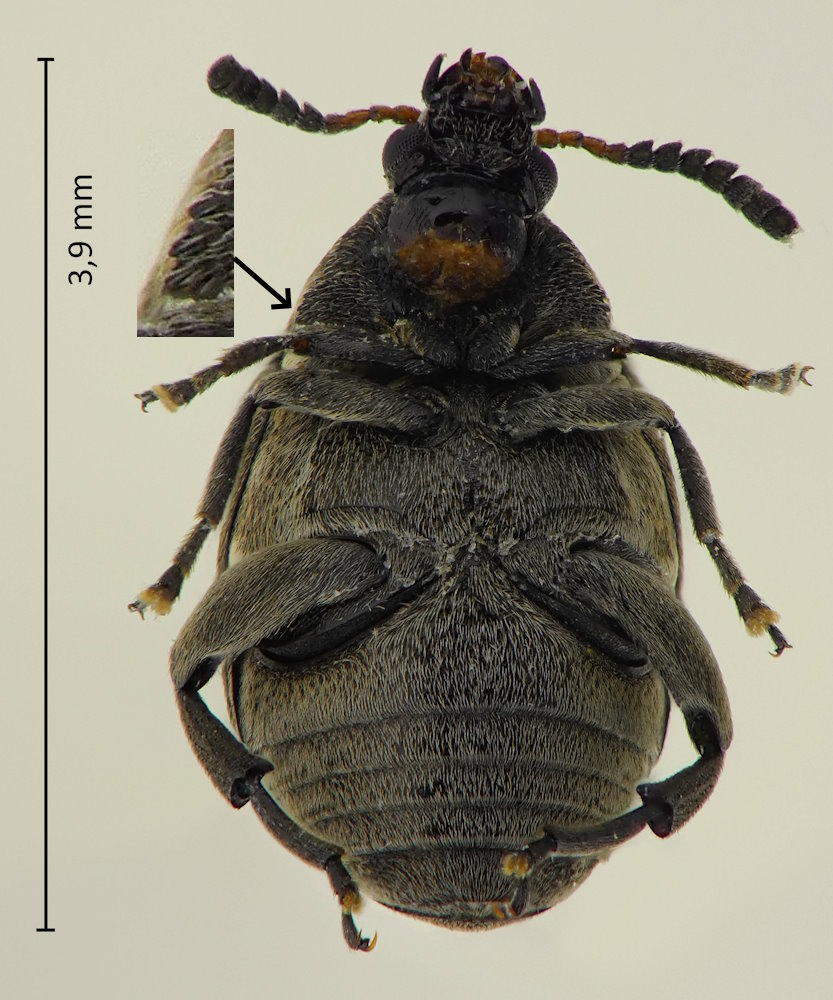 Bruchidius serricollis