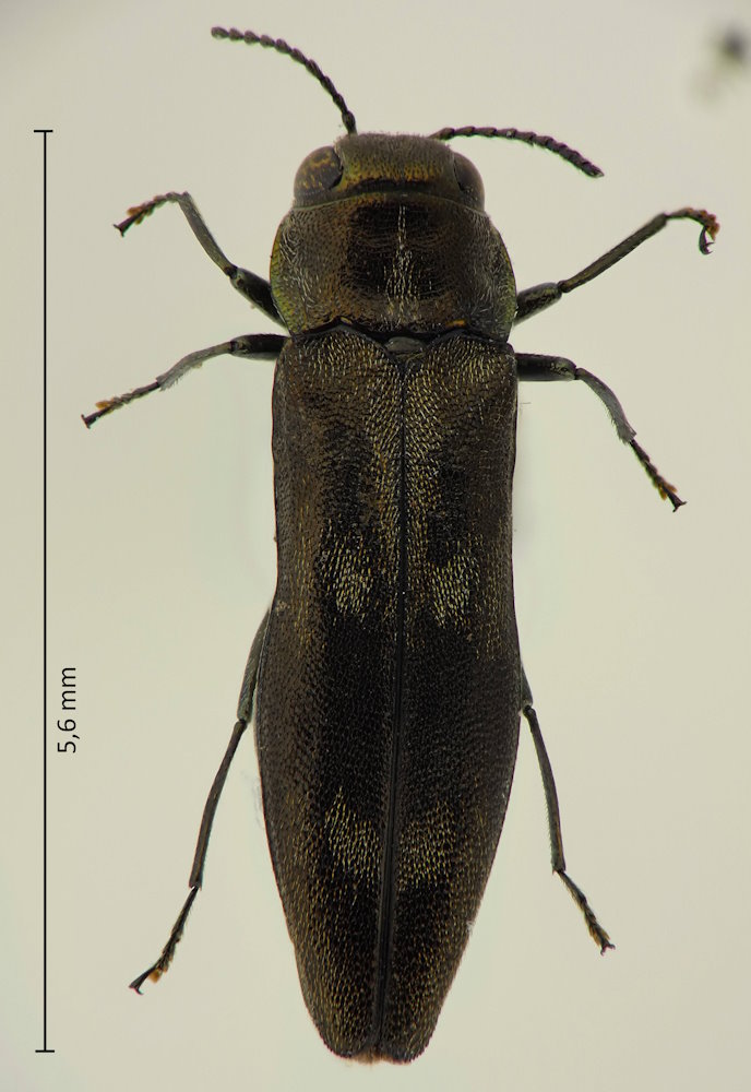 Agrilus daimio