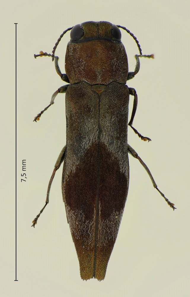 Agrilus discalis